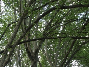 Natural Canopy in Queen Victoria Gardens